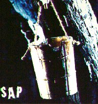 Sap