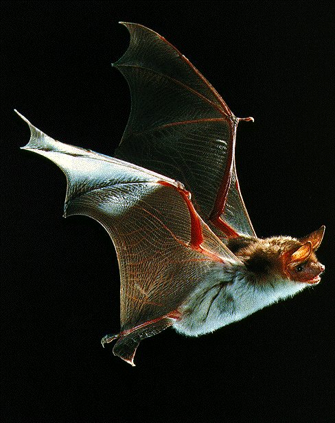 bat picture