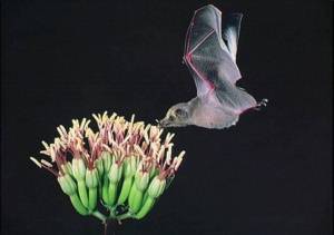 Bat picture