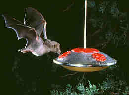 Bat picture