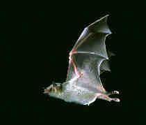 Bat picture