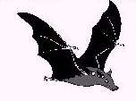 Bat picture