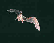 Bat picture