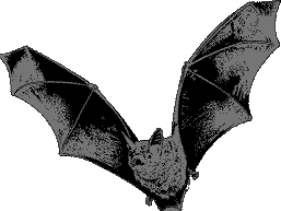 bat picture