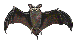 bat picture