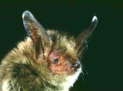 Bat picture