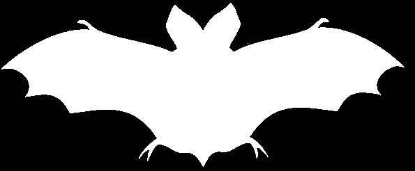 bat picture