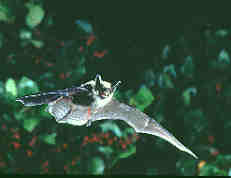 Bat picture