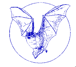 bat picture