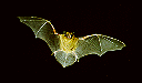 Bat picture