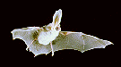 Bat picture