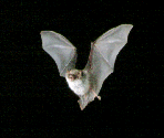 Bat picture