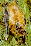 Bat picture