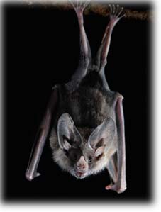 Bat picture