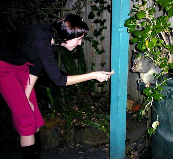 Feeding a tame possum