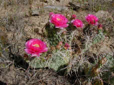 Prickly Pear cacti in bloom