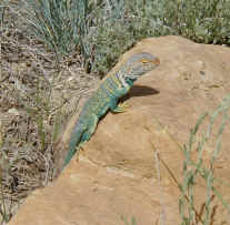 A colorful lizard I noticed beside the trail