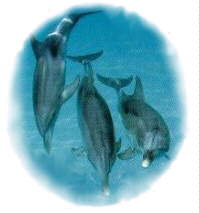 Click here for dolphin web cam image!