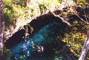 Cenote Pic #6