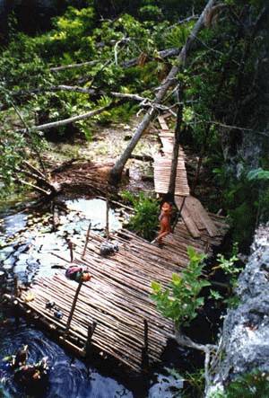 Cenote Pic #8