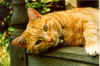 The neighbour's ginger cat (1597779 bytes)