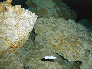 Blind Cave fish in Aktun Koh