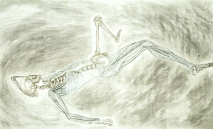 westonskeleton