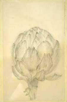 artichoke