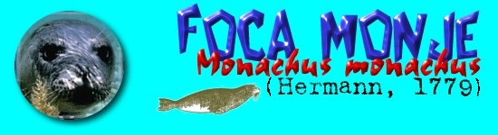 FOCA MONJE