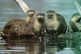 Otters