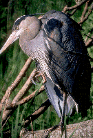 Great Blue heron