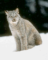 Lynx