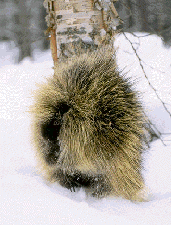 Porcupines