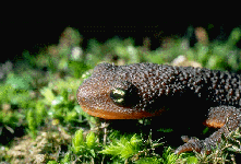 Salamanders