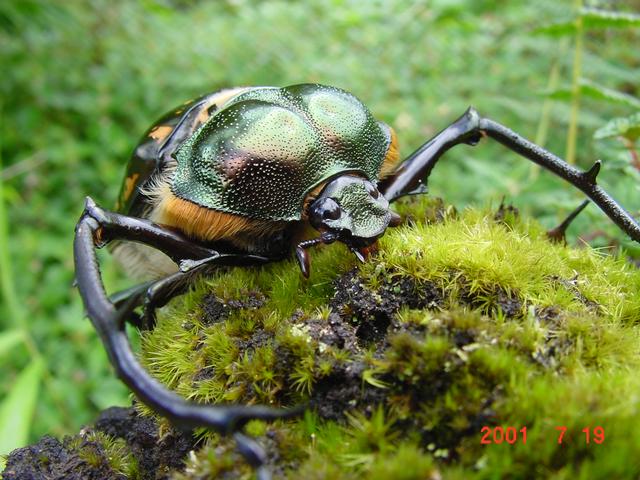 Male Formosan Long-armed Scarab