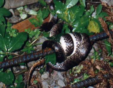 Red Banded Snake