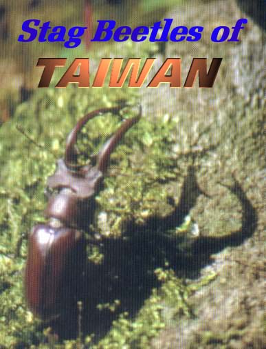 Stag Beetles of Taiwan