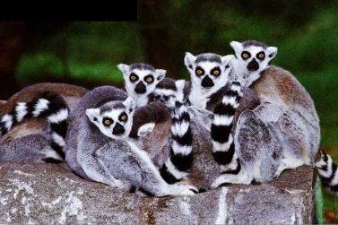 Ring-tailed Lemurs