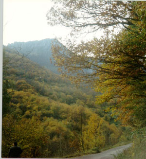 Bosque de castaos y hayas con la Tesa al fondo