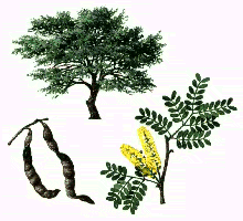 acacia