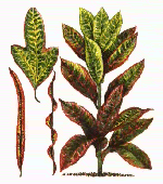 croton