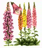 foxglove