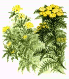 tansy