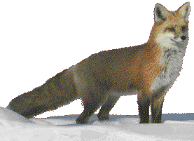 Picture of the fox