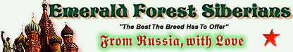 Welcome to Emerald Forest Siberians