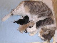 Mom and kittens (just hours old)