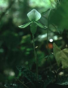 close-up_Paph_Maudiae)