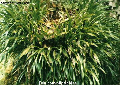 Eria_convollariodes