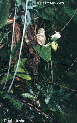 Paph_Maudiae_'Magnificum')