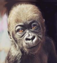 Western lowland gorilla